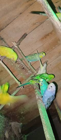 Australian parrots