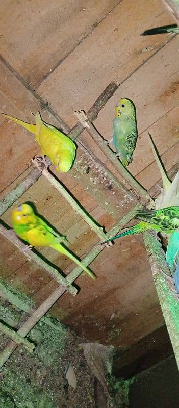 Australian parrots 2