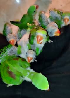 Raw Parrot Chicks Available