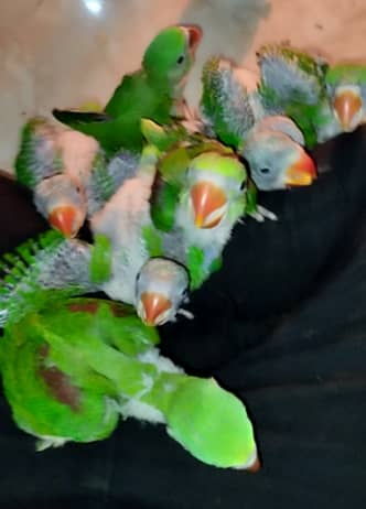 Raw Parrot Chicks Available 0