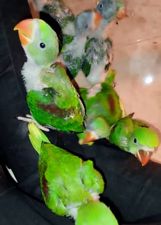 Raw Parrot Chicks Available 1