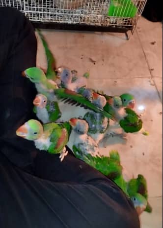 Raw Parrot Chicks Available 2