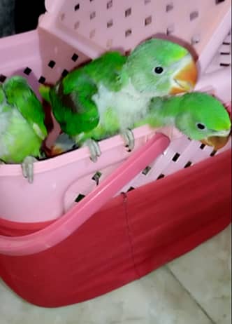 Raw Parrot Chicks Available 3