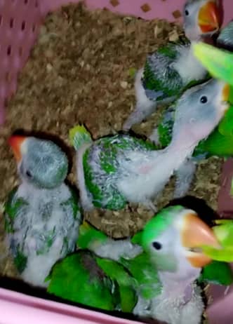 Raw Parrot Chicks Available 4