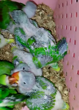 Raw Parrot Chicks Available 5