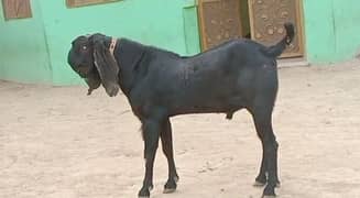 beetal bakra for sale WhatsApp number 03185729839)