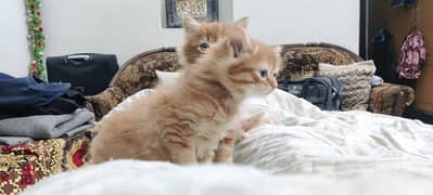 Persian Kittens