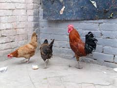 desi egg laying hens