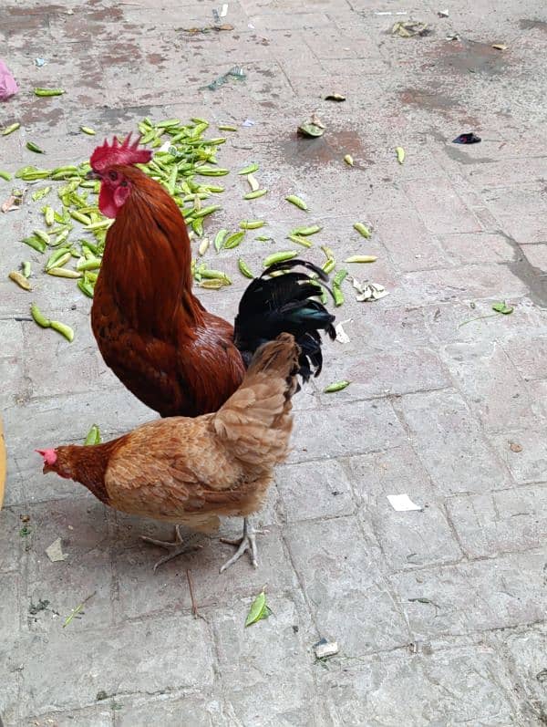 desi egg laying hens 1