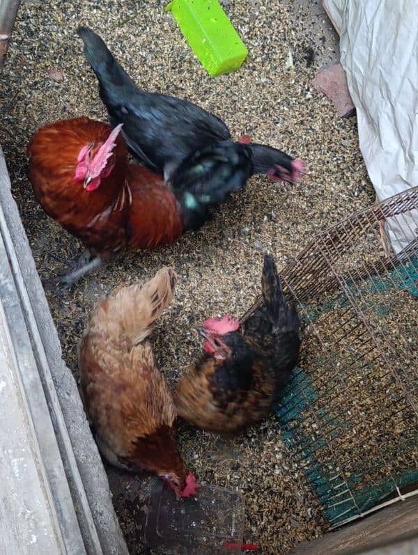 desi egg laying hens 3