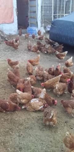 Lohmann brown fresh hens