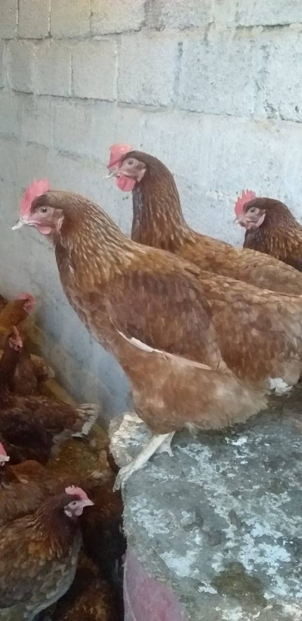 Lohmann brown fresh hens 1