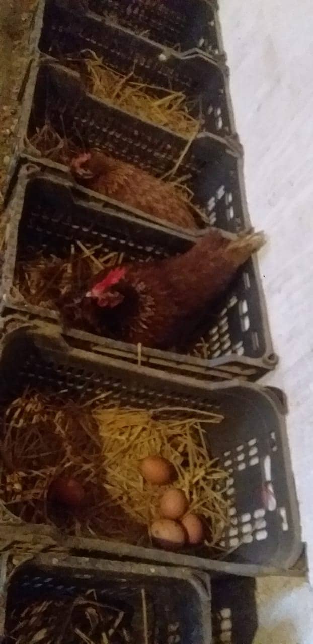 Lohmann brown fresh hens 2