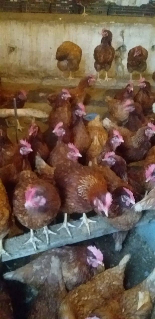 Lohmann brown fresh hens 3