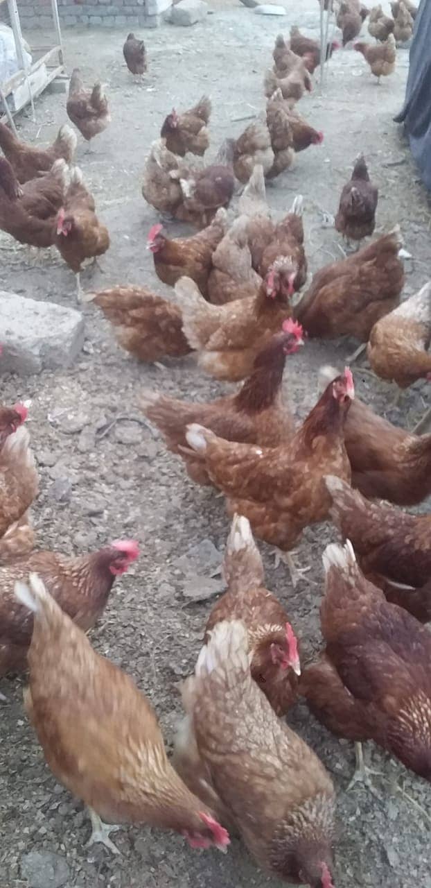 Lohmann brown fresh hens 4