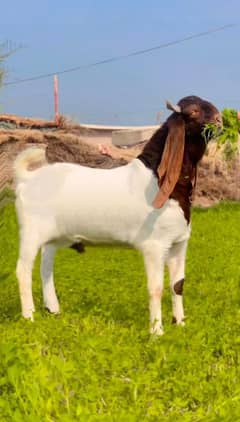 Beautiful Patera Goat