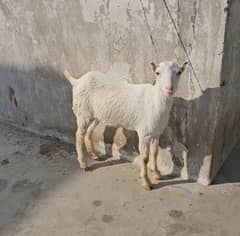 teddy gulabi female bakri goat tedy