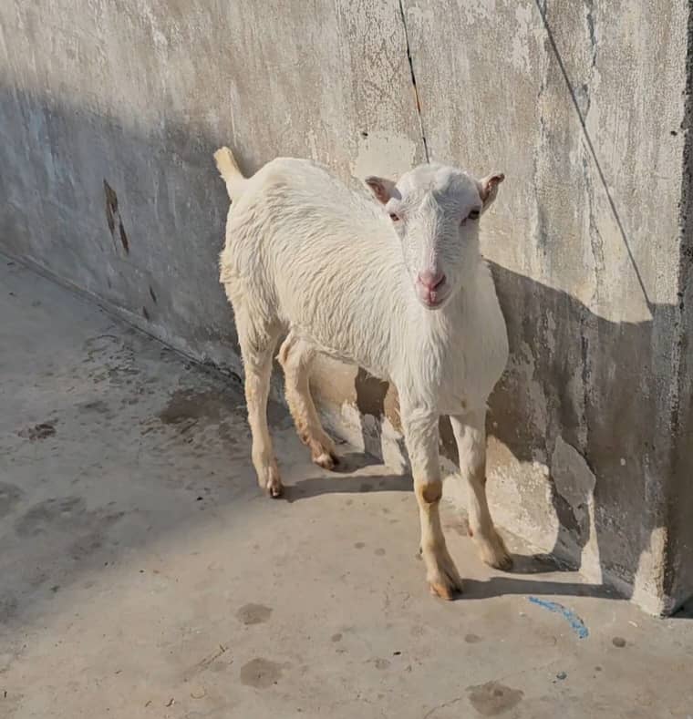 teddy gulabi female bakri goat tedy 2