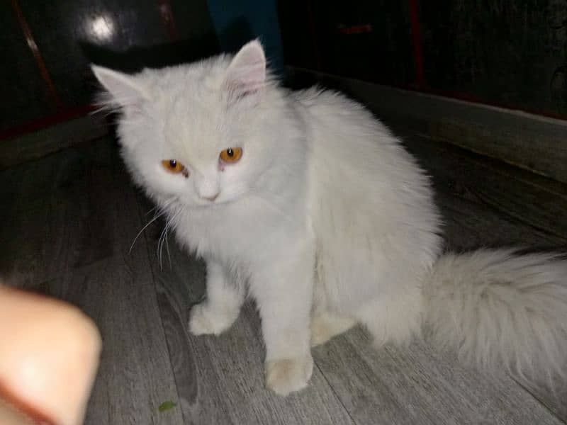 pure Persian cat 0