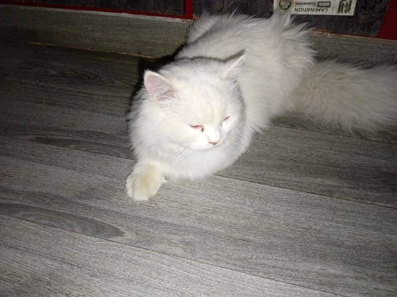 pure Persian cat 1