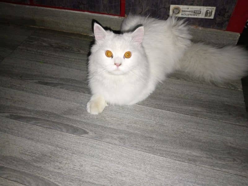 pure Persian cat 3