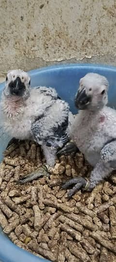 grey parrot congo size Karachi breed chick's available