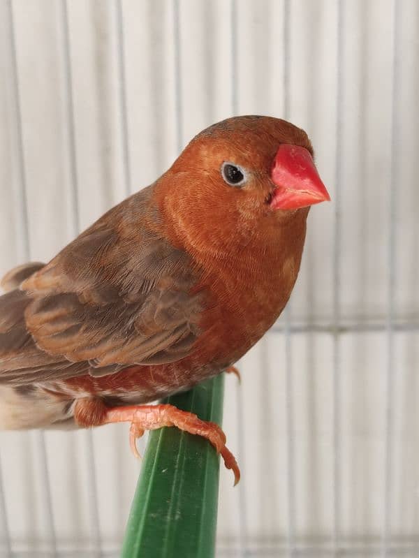 Orange zebra finch male red back 1