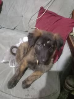 dutch shepherd for sale