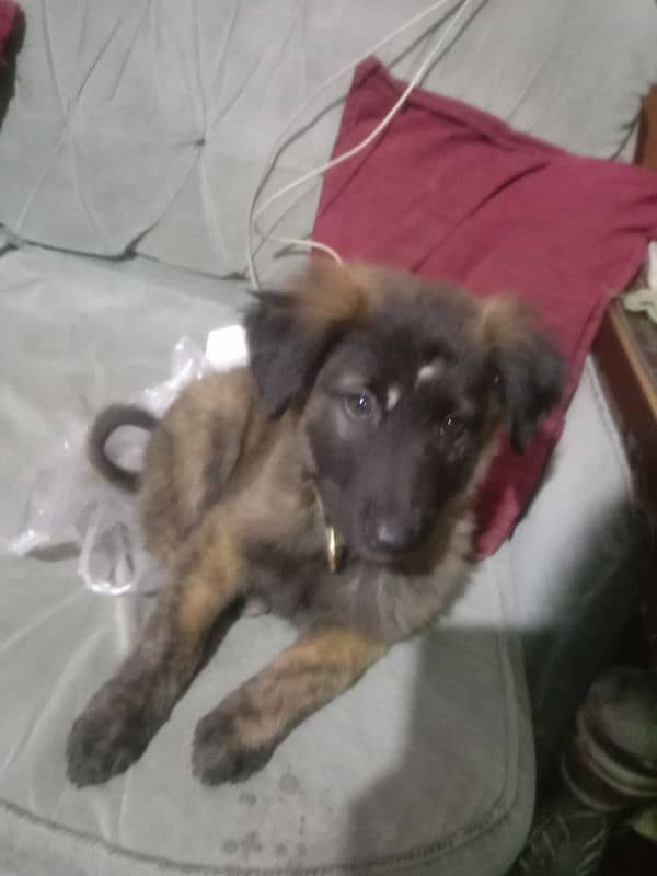 dutch shepherd for sale 0