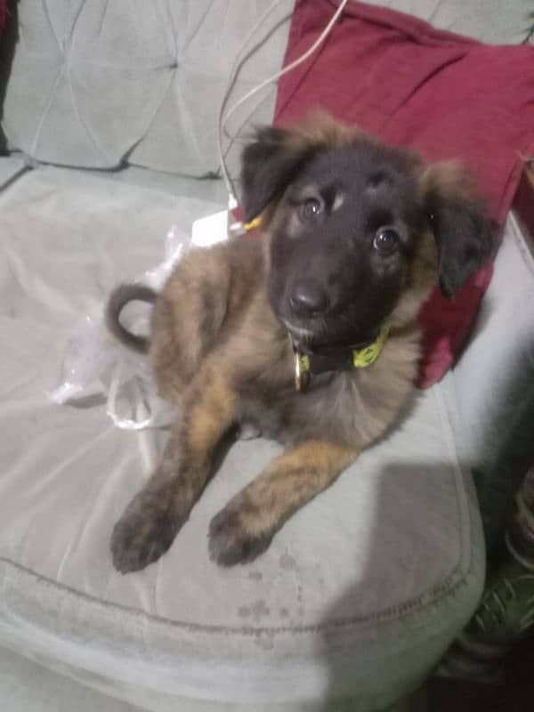 dutch shepherd for sale 1