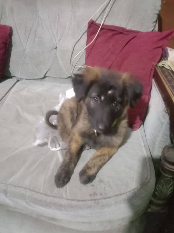 dutch shepherd for sale 2