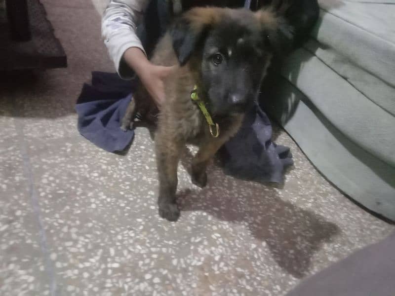 dutch shepherd for sale 4