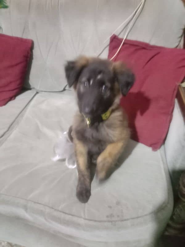 dutch shepherd for sale 5