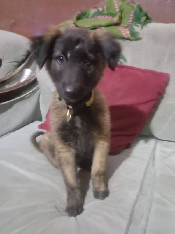 dutch shepherd for sale 6