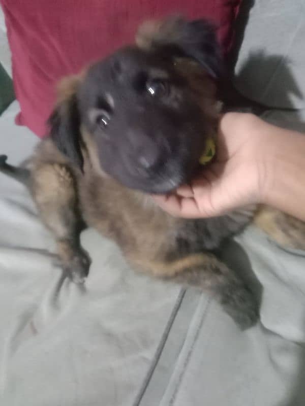 dutch shepherd for sale 7