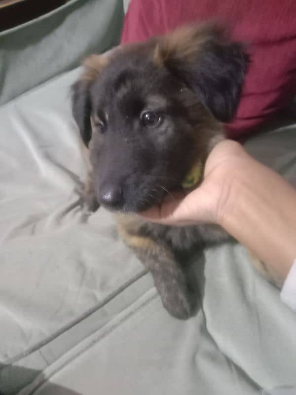 dutch shepherd for sale 8