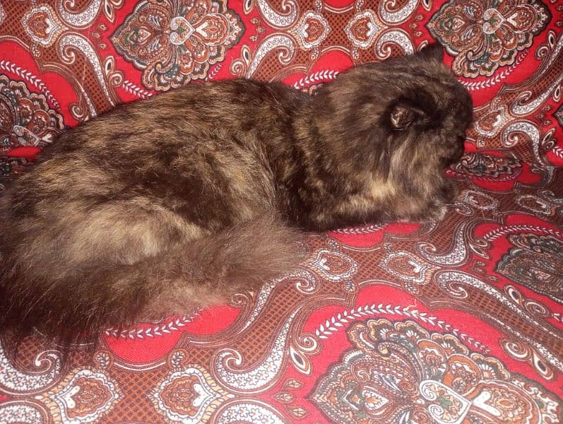 Persian Cat Fir Sale 0