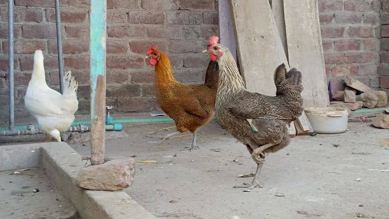 Desi hens and aseel murga 2