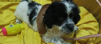 Shih tzu puppy