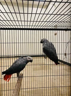 Grey Parrot Pair