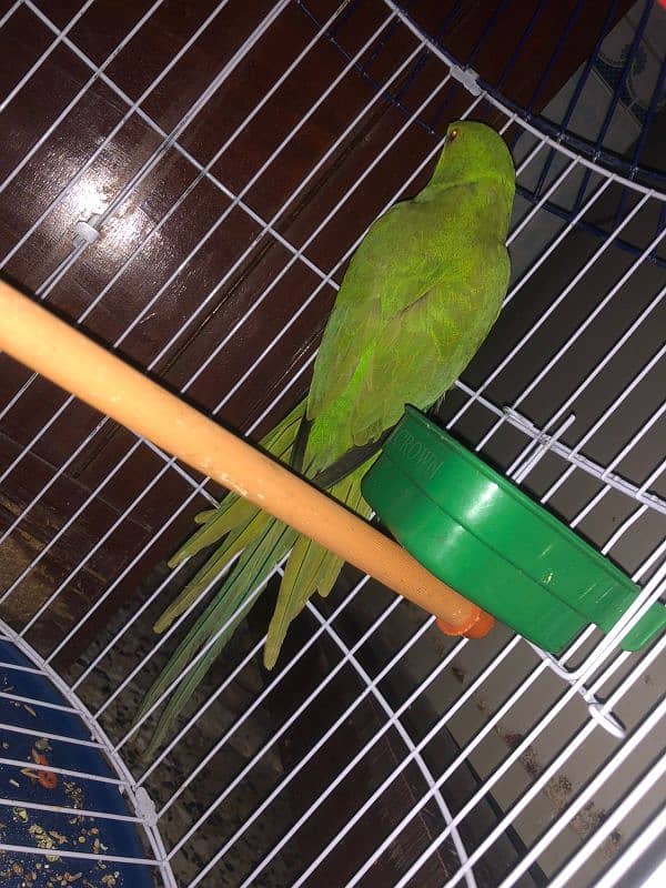 parrots Green Colour with Cage (pingra) 2in1 Deal For Sell in Multan 0