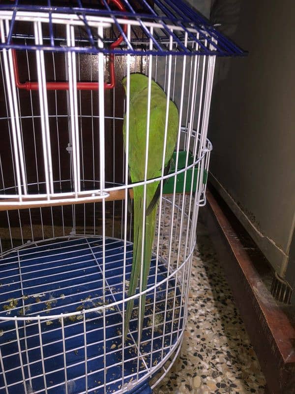 parrots Green Colour with Cage (pingra) 2in1 Deal For Sell in Multan 1