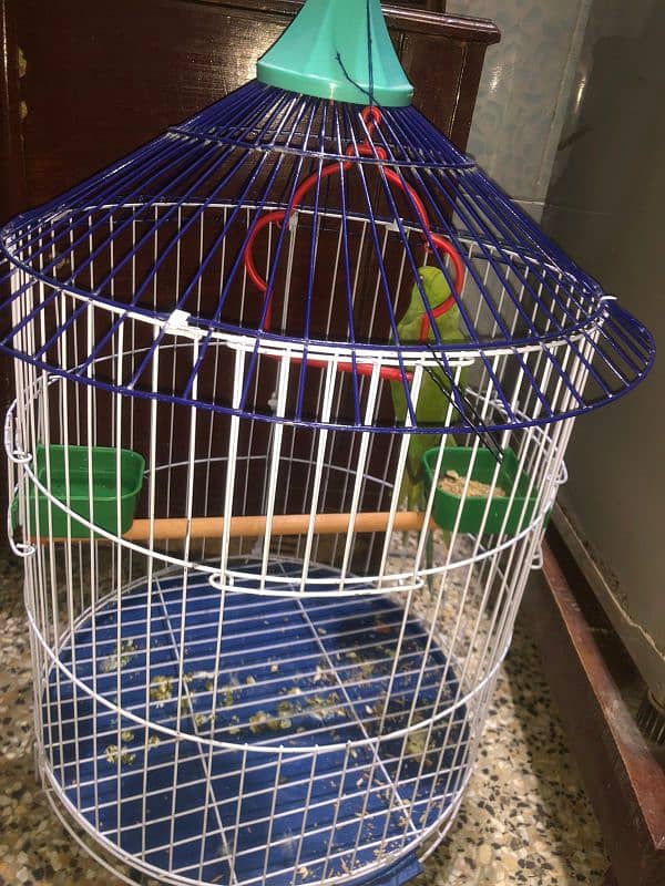 parrots Green Colour with Cage (pingra) 2in1 Deal For Sell in Multan 2