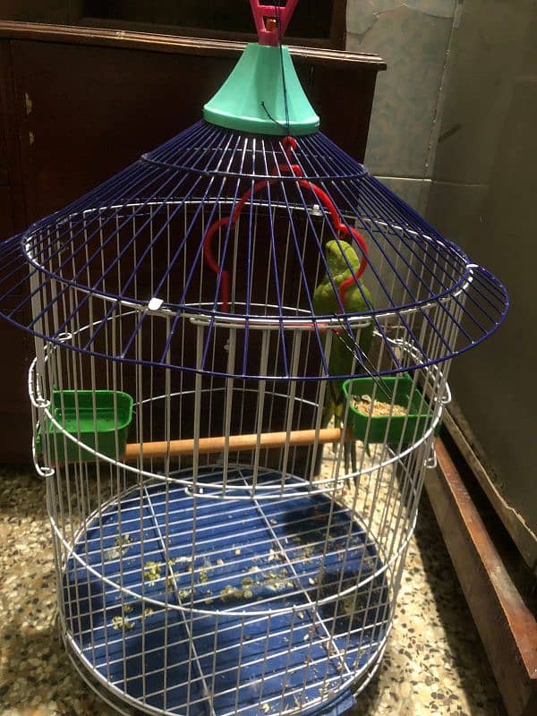 parrots Green Colour with Cage (pingra) 2in1 Deal For Sell in Multan 3