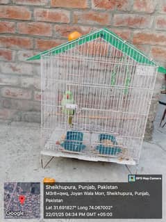 Parrot