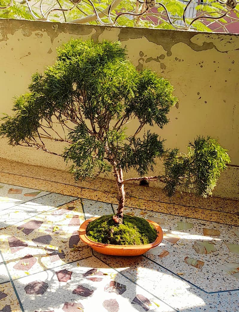 Bonsai (Ficus/Juniper) 2