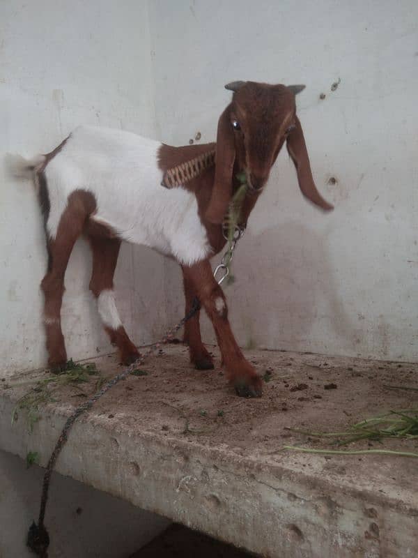 baby female goat,  bakri ka bacha 0