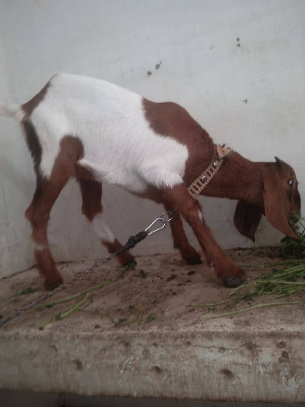 baby female goat,  bakri ka bacha 2