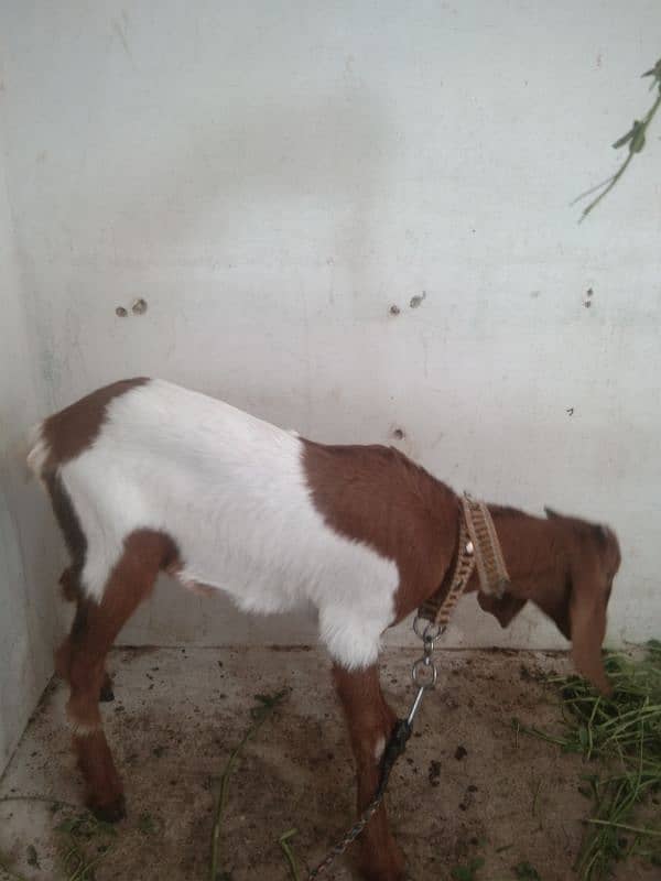 baby female goat,  bakri ka bacha 3