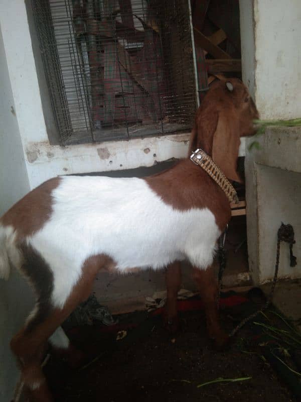 baby female goat,  bakri ka bacha 5